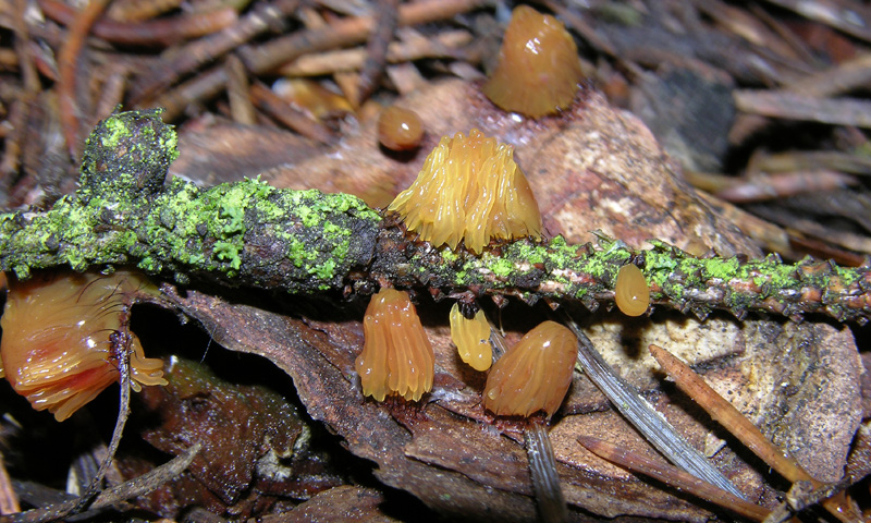 Stemonitis  flavogenita / lignicola